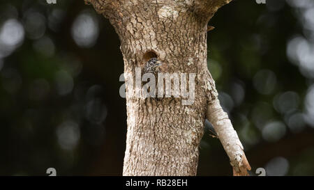 White-barred piculet Stock Photo