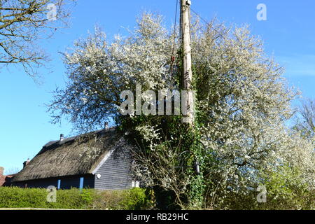 Blackthorn is one of the first trees/shrubs to burst into blossom in the wild. Here's a large one growing up a telegraph pole in historic Hever, Kent Stock Photo