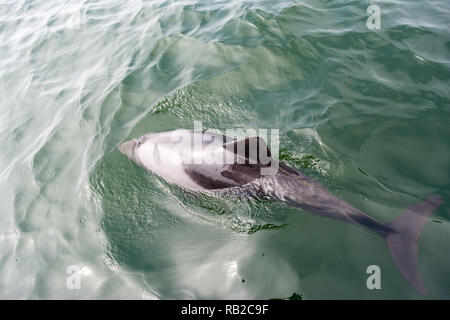 Haviside's dolphin, Cephalorhynchus heavisidii, from a Boat, Walvis Bay, namibia Stock Photo