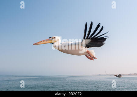 eastern white pelican flying with outstretched wings, Great white pelican, Pelecanus onocrotalus, Walvis Bay coast, Namibia Stock Photo