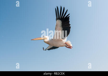 eastern white pelican flying with outstretched wings, Great white pelican, Pelecanus onocrotalus, Walvis Bay coast, Namibia Stock Photo