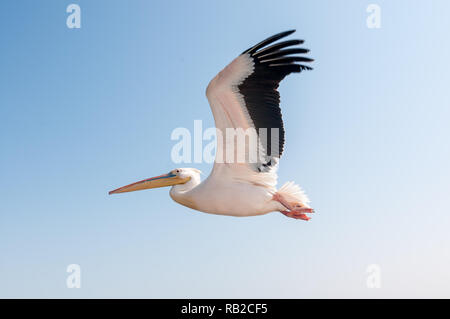 eastern white pelican flying with outstretched wings, Great white pelican, Pelecanus onocrotalus, Walvis Bay coast, Namibia Stock Photo