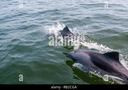 Haviside's dolphin, Cephalorhynchus heavisidii, from a Boat, Walvis Bay, namibia Stock Photo