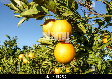 Ripening oranges on tree, Valencia region, Spain Stock Photo
