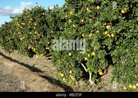 Valencia orange trees in orchard, ripening fruits, Valencia region, Spain Stock Photo