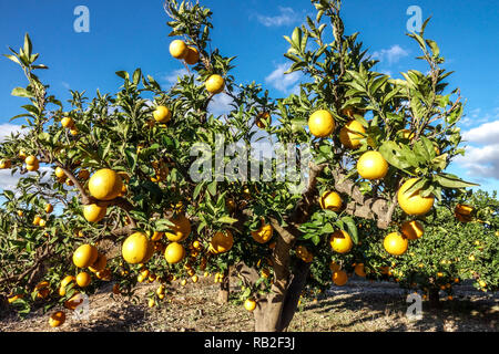 Oranges on tree, ripening fruits, Valencia region, Spain Stock Photo