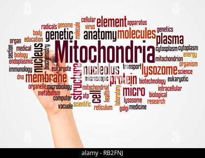 Mitochondria word cloud and hand with marker concept on white background. Stock Photo