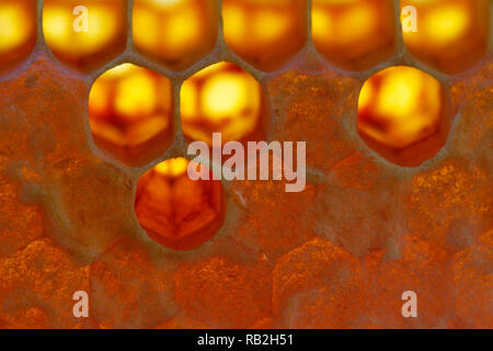 Close up of natural honey cells macro Stock Photo