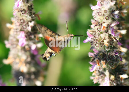 Hummingbird Moth drinks nectar from a mint flower Stock Photo
