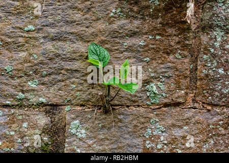Plant developing in a crack on the wall - overcoming difficulties concept Stock Photo