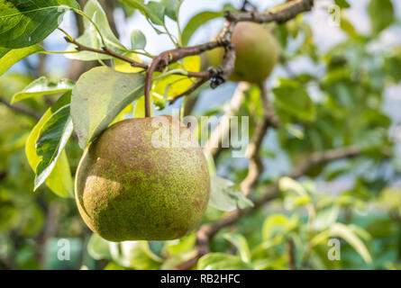 Passacrassana Pear. Selected in France around the middle of the nineteenth century. It has been grown in Emilia Romagna since the '50s, where its char Stock Photo