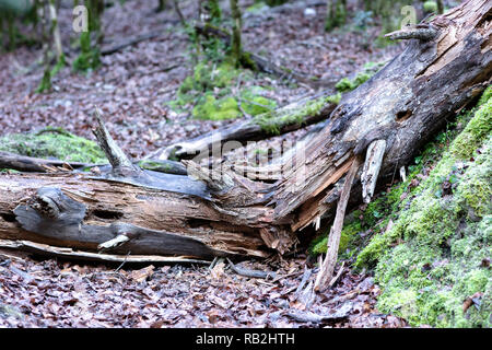 broken old tree on the frozen ground forest covered by brown leaves in a cold winter morning Stock Photo