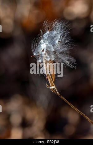 Milkweed seed pods about to be scattered by the wind. Stock Photo