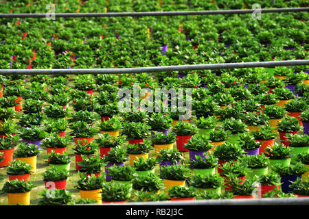Amazing view of colorful flower pot in garden Stock Photo