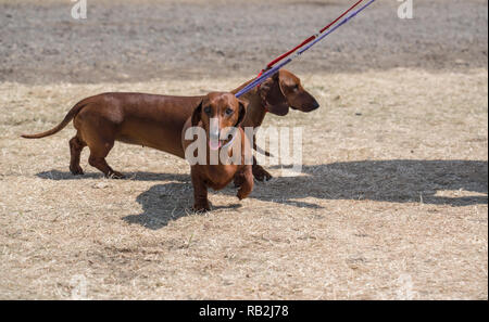 Dachshund Sausage dog on a very hot day coming towards you Stock Photo