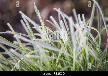 macro photograph of iced grass leaves Stock Photo