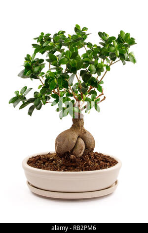 Bonsai Tree in ceramic pot isolated on white. Stock Photo