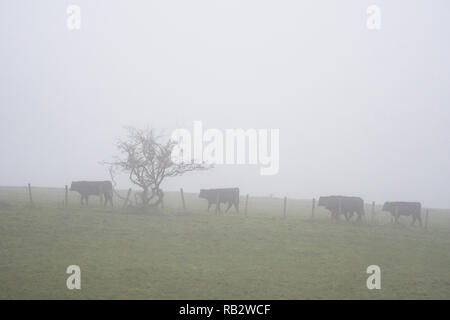 East Dunbartonshire, Scotland, UK. 6th January 2018. UK weather - cattle in fog in Baldernock, East Dunbartonshire, 10 miles north of Glasgow city centre Credit: Kay Roxby/Alamy Live News Stock Photo