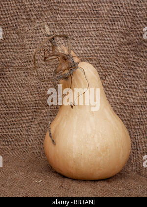 Home grown butternut squash with stem and tendrils on hessian. Truly organic. Stock Photo