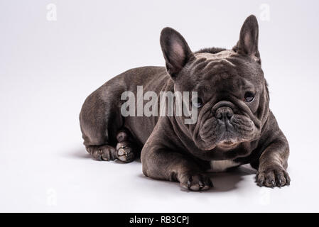 Close up of gray french bulldog shot at his level. Studio shot isolated against white background. Copy space available for commercial and advertisement Stock Photo