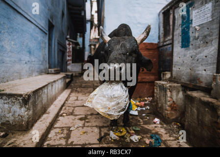 A black cow with white horns is eating waste a plastic bag in the streets of Varanasi in India. A small street with blue walls. Stock Photo