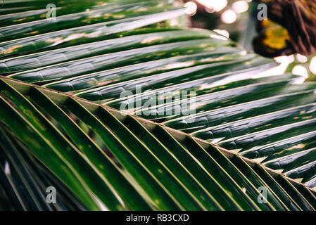 Green leaf from a palm tree in the jungle forest in Bali Indonesia. Bright light relaxing atmosphere Stock Photo