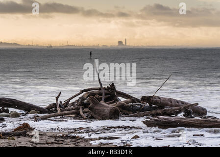 Tangled pile of driftwood sticks and logs surrounded by the foamy water with silhouetted stand up paddler and Ventura power plant in distance. Stock Photo