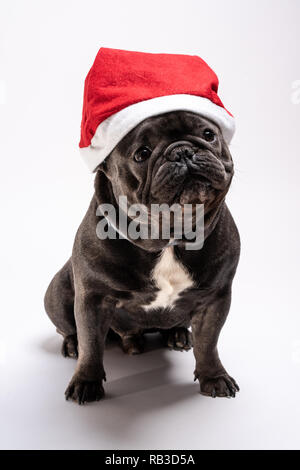 Adorable portrait of a french bulldog wearing a Santa Claus hat. Shot in the studio against white background Stock Photo
