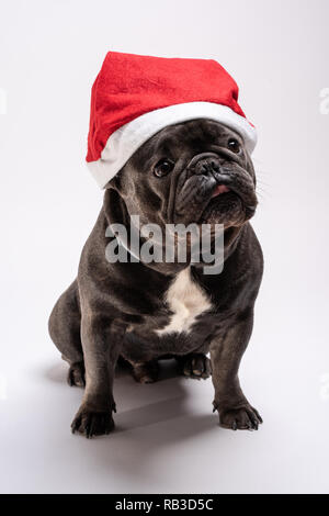 Adorable portrait of a french bulldog wearing a Santa Claus hat looking to the right. Cute friendly dog posing in the studio Stock Photo