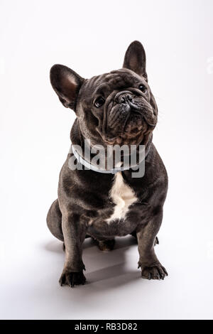 portrait of a blue french bulldog looking to the right studio shot. Purebreed friendly pet ready for some portraits Stock Photo