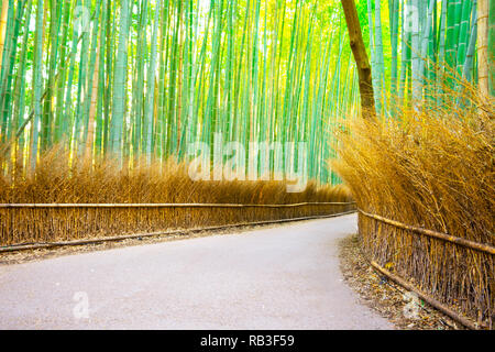 Bamboo Groves at Arashiyama.Path to Bamboo Groves at Arashiyama in Kyoto,Japan. Stock Photo