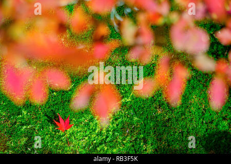 Autumn leaves with sunshine.Autumn is one of the most famous seasons to travel in Japan.Taken around Arashiyama, Japan. Stock Photo