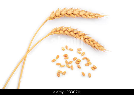 grain and ears of wheat isolated on white background. Top view Stock Photo