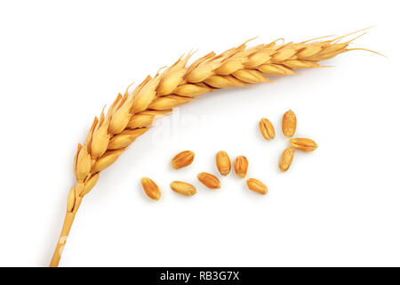 grain and ears of wheat isolated on white background. Top view Stock Photo