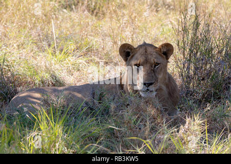 young lion (Panthera leo) without a mane in natural habitat Savuti game reserve. Botswana Africa safari wildlife Stock Photo