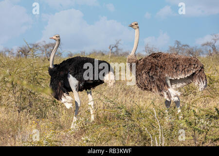 big bird, Ostrich family, male and female, (Struthio camelus) in natural habitat Etosha, Namibia wildlife safari. Stock Photo