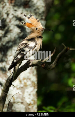 Hoopoe, Latin name Upupa epops, perched on a branch with crest raised in woodland habitat in dappled sunlight Stock Photo