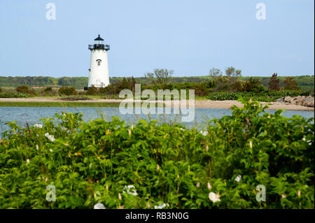 White beach roses lie on the foreground in front of Edgartown lighthouse on Martha’s Vineyard island. A favorite attraction for tourists. Stock Photo