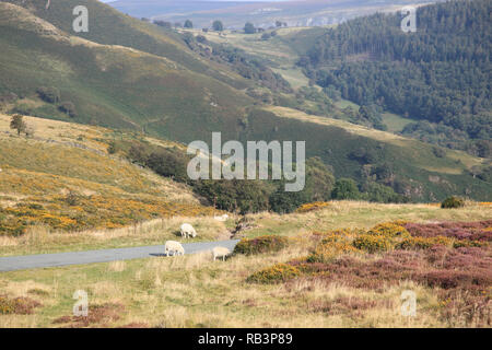 Horseshoe Pass, popular with hikers, near Llangollen, Denbighshire, North Wales, Wales, United Kingdom Stock Photo