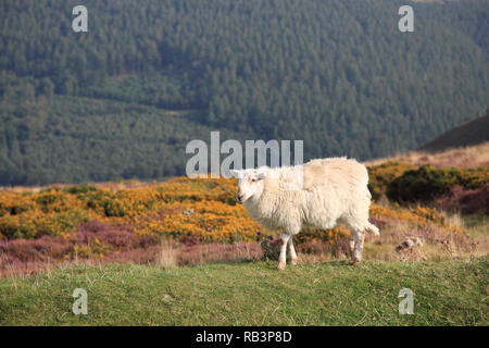 Sheep, Horseshoe Pass, popular with hikers, near Llangollen, Denbighshire, North Wales, Wales, United Kingdom Stock Photo