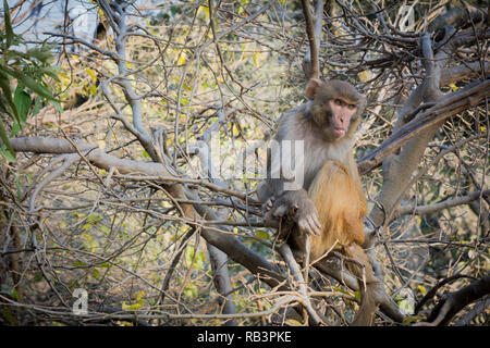 monkey on tree on summer day nature green background / beautiful monkey looking for food on the tree in the national park - common asia monkey brown f Stock Photo