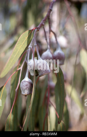 close up of Australian gum nuts from a gum tree, vertical Stock Photo