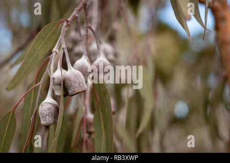 close up of Australian gum nuts from a gum tree, horizontal Stock Photo