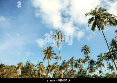 Coconut tree on plantation at sky background. Stock Photo