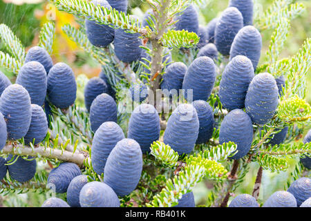 The view of pine branch with young green cones in summer sun Mountain pine Stock Photo
