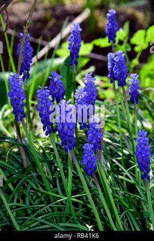 Close-up view at ground level on a cluster of vivid blue grape-hyacinths with green leaves and blurred background