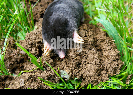 European mole (Talpa europaea) is a mammal of the order Eulipotyphla. It is also known as the common mole and the northern mole. Stock Photo