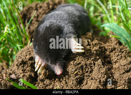 European mole (Talpa europaea) is a mammal of the order Eulipotyphla. It is also known as the common mole and the northern mole. Stock Photo