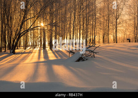 From the bright winter sun long shadows of trees on white snow Stock Photo