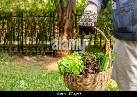 Woman holding wooden basket with fresh organic vegetables from garden farm. Stock Photo